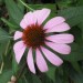 Purple Coneflower